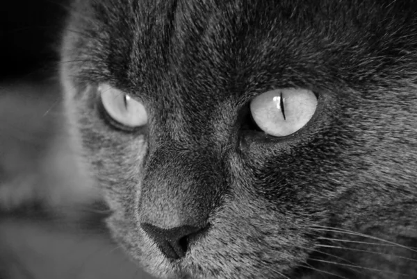 Foto di gatto occhi giallo-grigi — Foto Stock