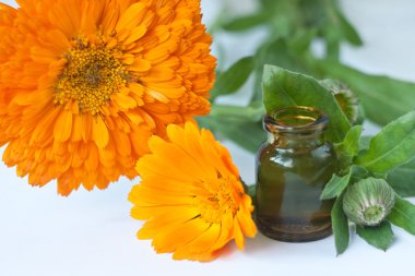 Takvim çiçekleri beyaz üzerine izole edilmiş