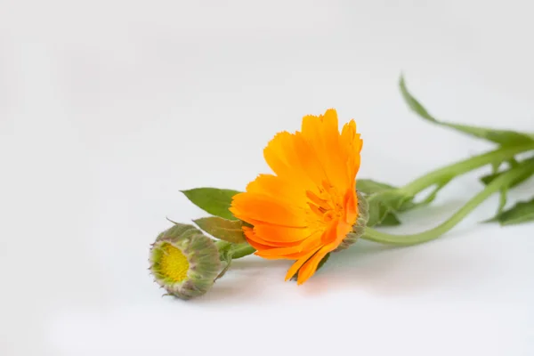 Flores de calêndula isoladas em branco — Fotografia de Stock