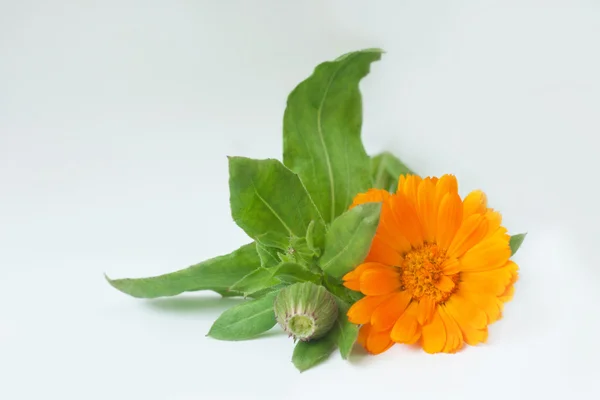 Calendula flowers isolated on white — Stock Photo, Image