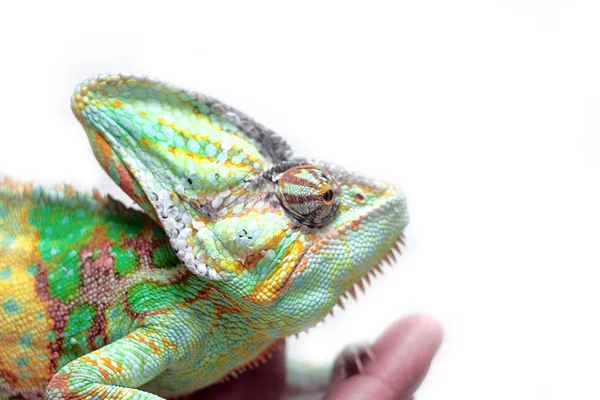 Chameleon — Stock Photo, Image