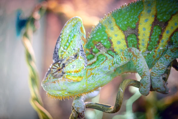 Chameleon is sleeping on a branch. — Stock Photo, Image