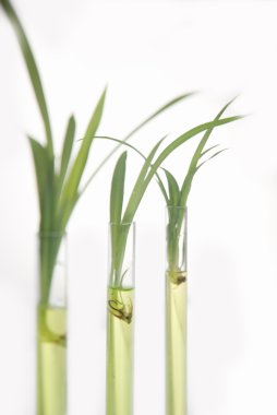 tüp izole mavi sıvı ile