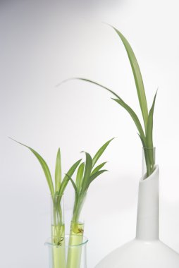 tüp izole mavi sıvı ile