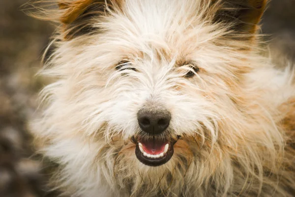 küçük bir evsiz köpek