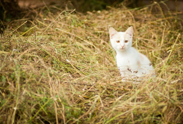 Rød katt er i tørt gress. . – stockfoto