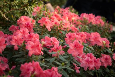 Pembe ormangülü (açelya çiçek açan)