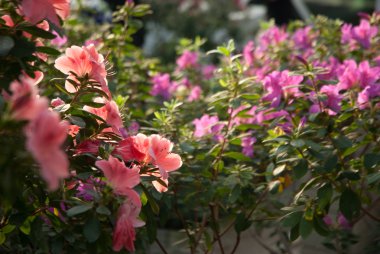 Pembe ormangülü (açelya çiçek açan)