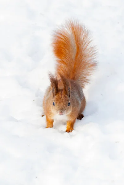 Ardilla roja en la nieve — Foto de Stock