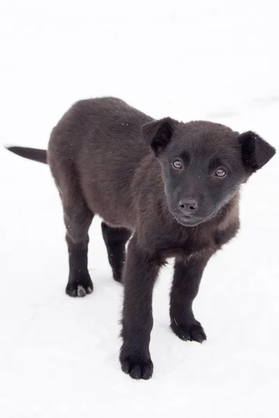 Cachorro negro en la carretera — Foto de Stock