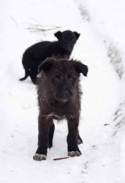 Cachorro preto na estrada — Fotografia de Stock