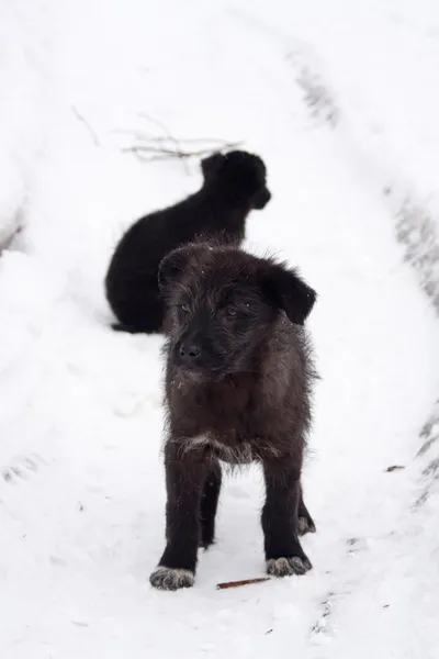 Cachorro preto na estrada — Fotografia de Stock