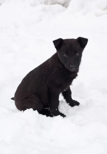 Cachorro preto na estrada — Fotografia de Stock