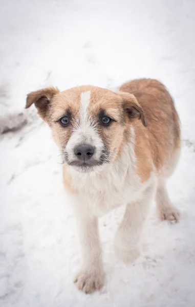 Yolda siyah köpek yavrusu — Stok fotoğraf