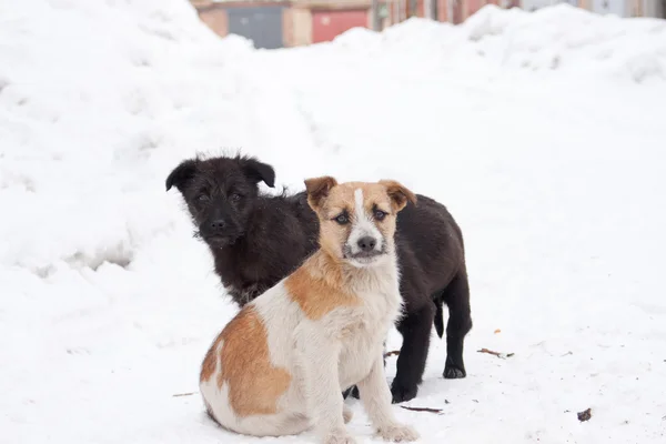 Black puppy on road — Stock Photo, Image