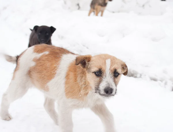 Zwarte pup op weg — Stockfoto