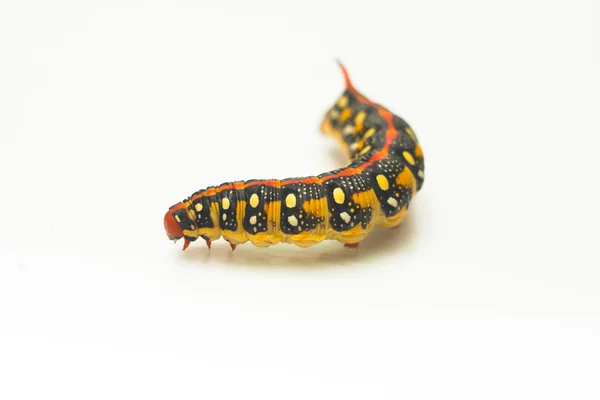 Gele caterpillar geïsoleerd op wit — Stockfoto