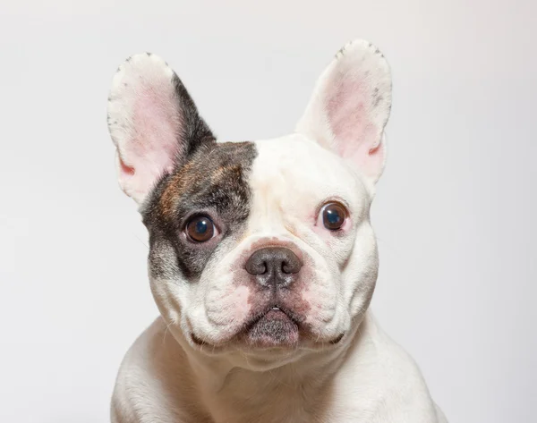 French bulldog portrait on white — Stock Photo, Image