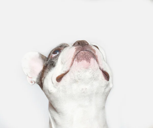 白色的法国斗牛犬肖像 — 图库照片