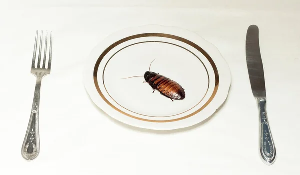 Plate with cockroach on white — Stock Photo, Image