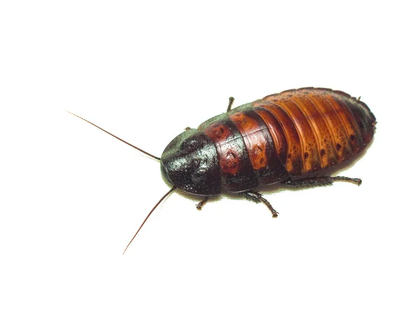 Madagaskar hamamböceği. beyaz izole.
