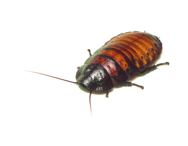 Madagascar cockroach. Isolated on white. — Stock Photo, Image
