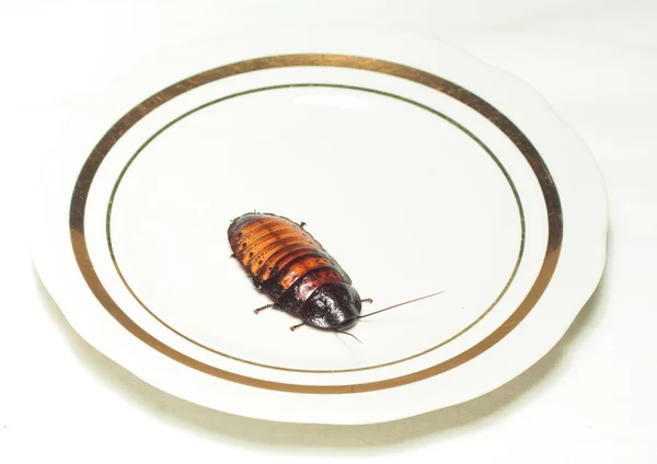 Plate with cockroach on white — Stock Photo, Image