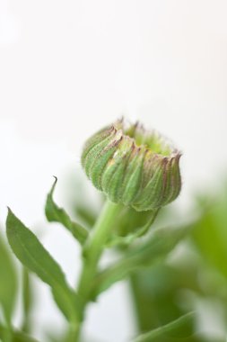 Takvim çiçekleri beyaz üzerine izole edilmiş