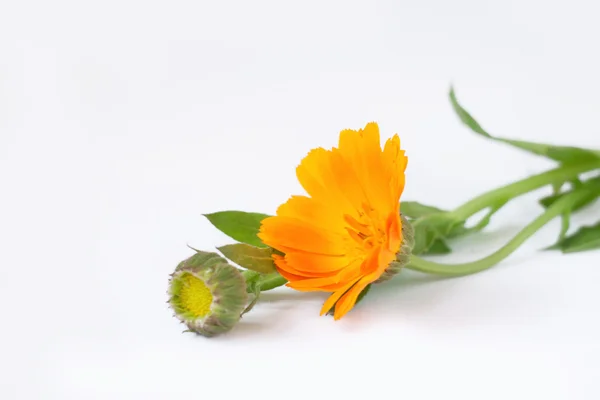 Calendula flowers isolated on white — Stock Photo, Image