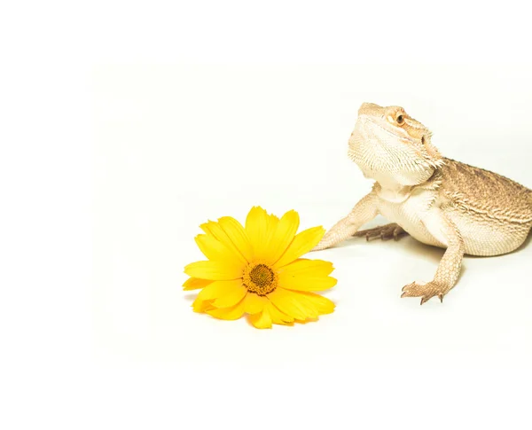 kertenkele pogona viticeps beyaz zemin üzerine