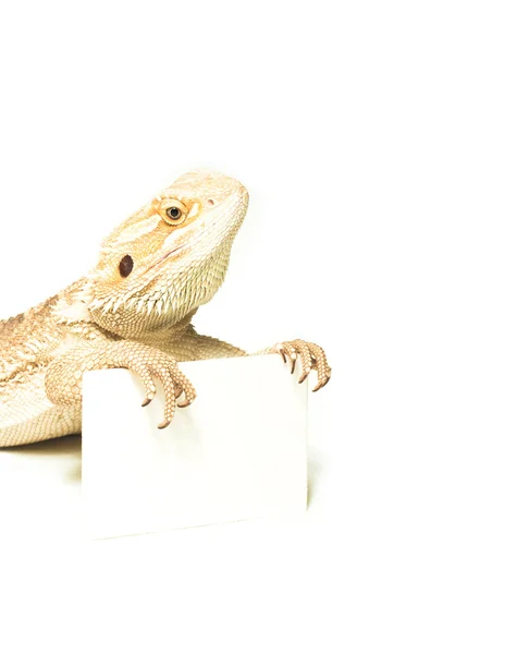 Lizard holding card in hand — Stock Photo, Image