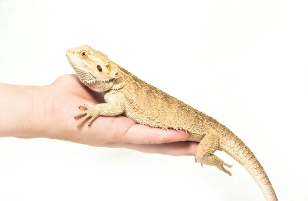 손에 앉아 도마뱀 pogona viticeps — 스톡 사진