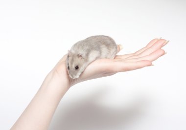 beyaz izole oturma hamster
