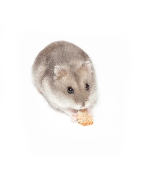 Funny hamster eats — Stock Photo, Image