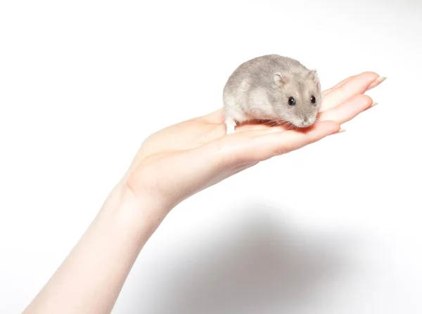 Hamster assis isolé sur blanc — Photo