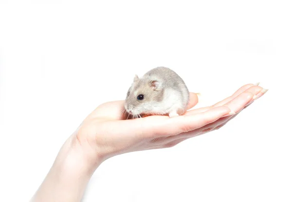 Sittande hamster isolerad på vit — Stockfoto