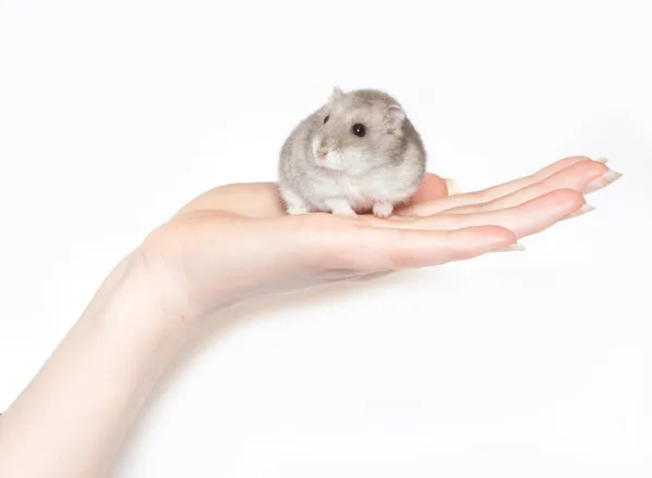 Sitzender Hamster isoliert auf weißem Grund — Stockfoto