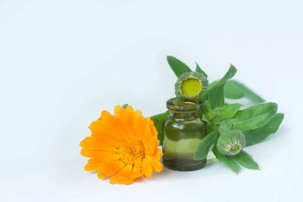 Fleurs de calendula isolées sur blanc — Photo