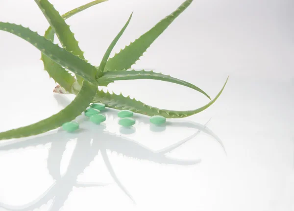 Planta de aloe vera con pastillas - medicina herbal — Foto de Stock