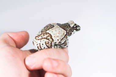 yandan trachycephalus resinifictrix