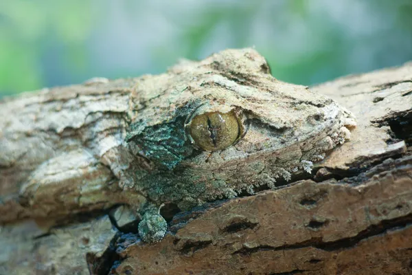 Dev yaprak-kuyruk gecko, marozevo, — Stok fotoğraf