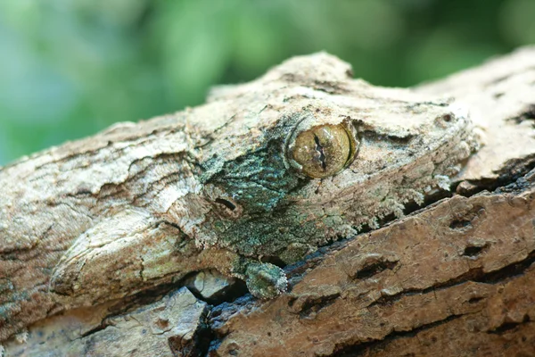 Giant leaf-tail gecko, marozevo, — Stock Photo, Image