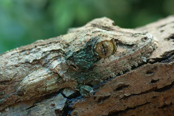 Dev yaprak-kuyruk gecko, marozevo, — Stok fotoğraf