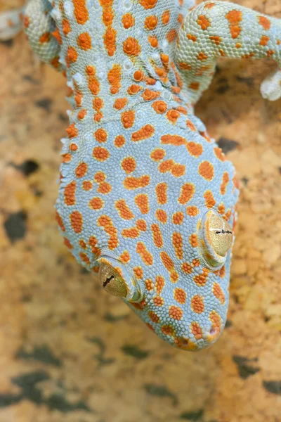 Gecko gekko — Stok fotoğraf