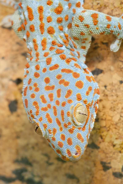 Gecko gekko — Stok fotoğraf