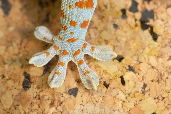 Gecko gekko — Fotografia de Stock