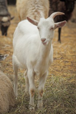 yolda siyah köpek yavrusu