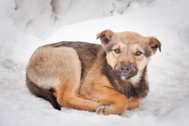 yolda siyah köpek yavrusu
