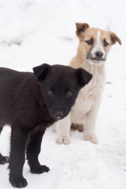 yolda siyah köpek yavrusu