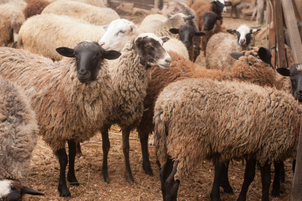 черный щенок на дороге
